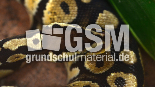 Königspython (9).jpg